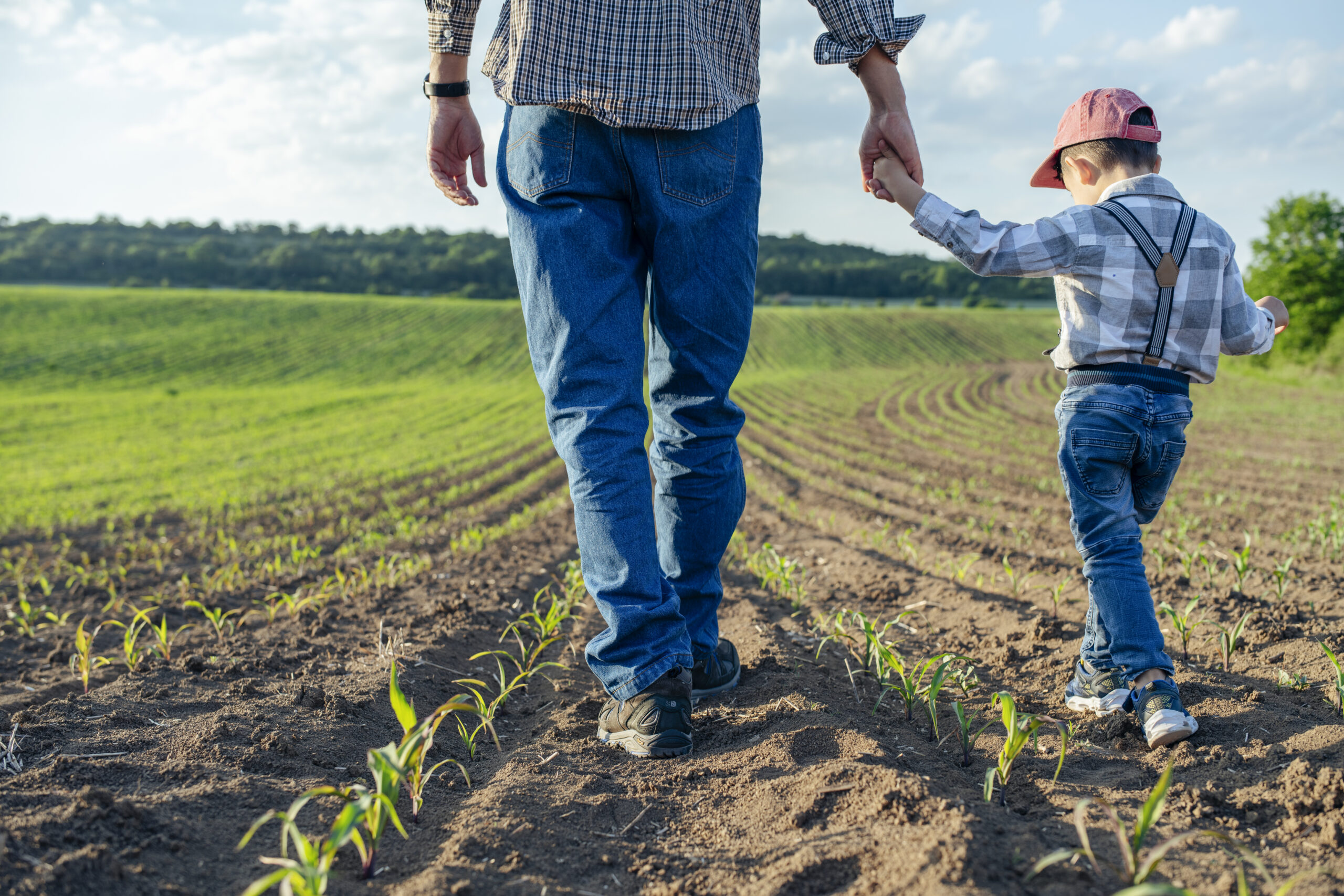 Seen from behind, a father and his young son walk hand in hand between rows of young corn, both in plaid shirts and jeans, the boy wearing suspenders and a red cap. When a parent passes, probate is the legal process that transfers family land like this to the heirs.